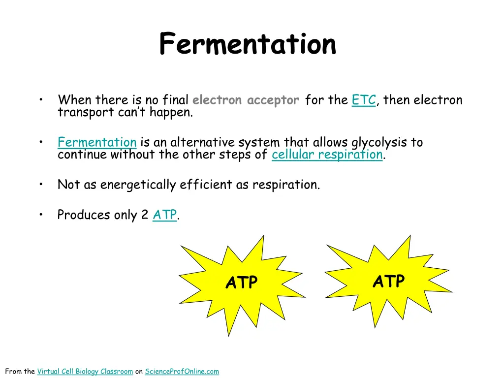 fermentation