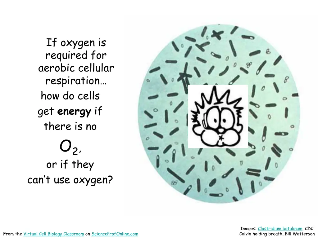 if oxygen is required for aerobic cellular