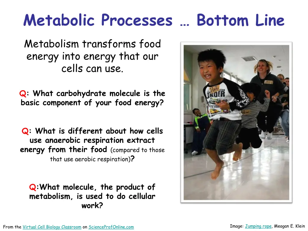 metabolic processes bottom line