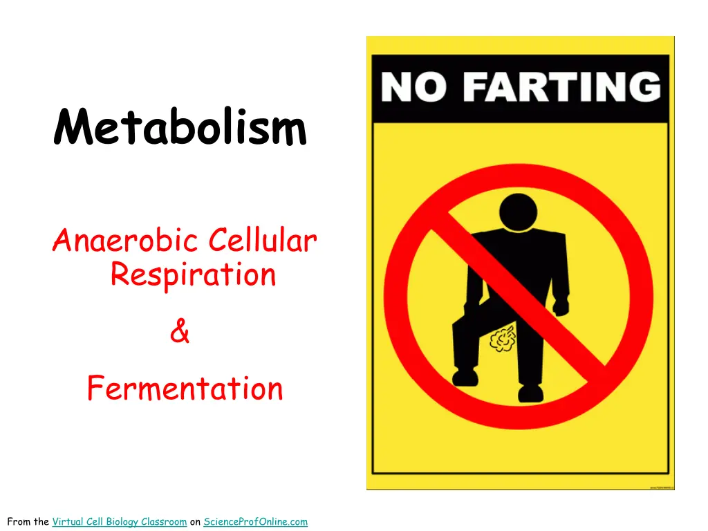 metabolism