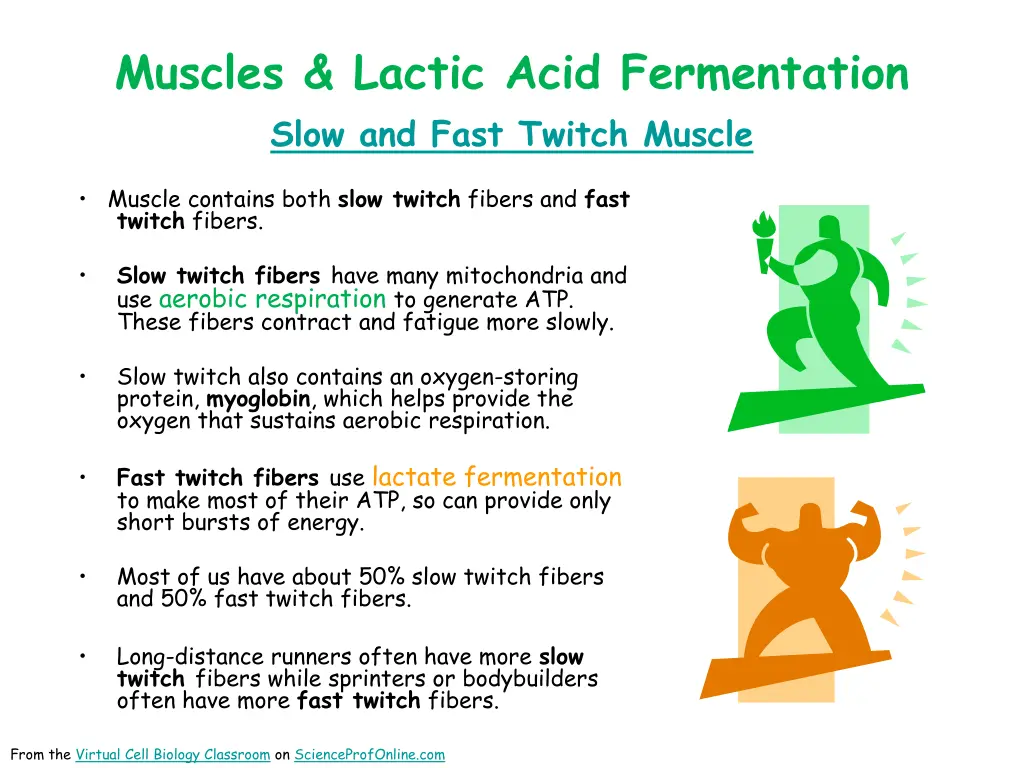muscles lactic acid fermentation slow and fast