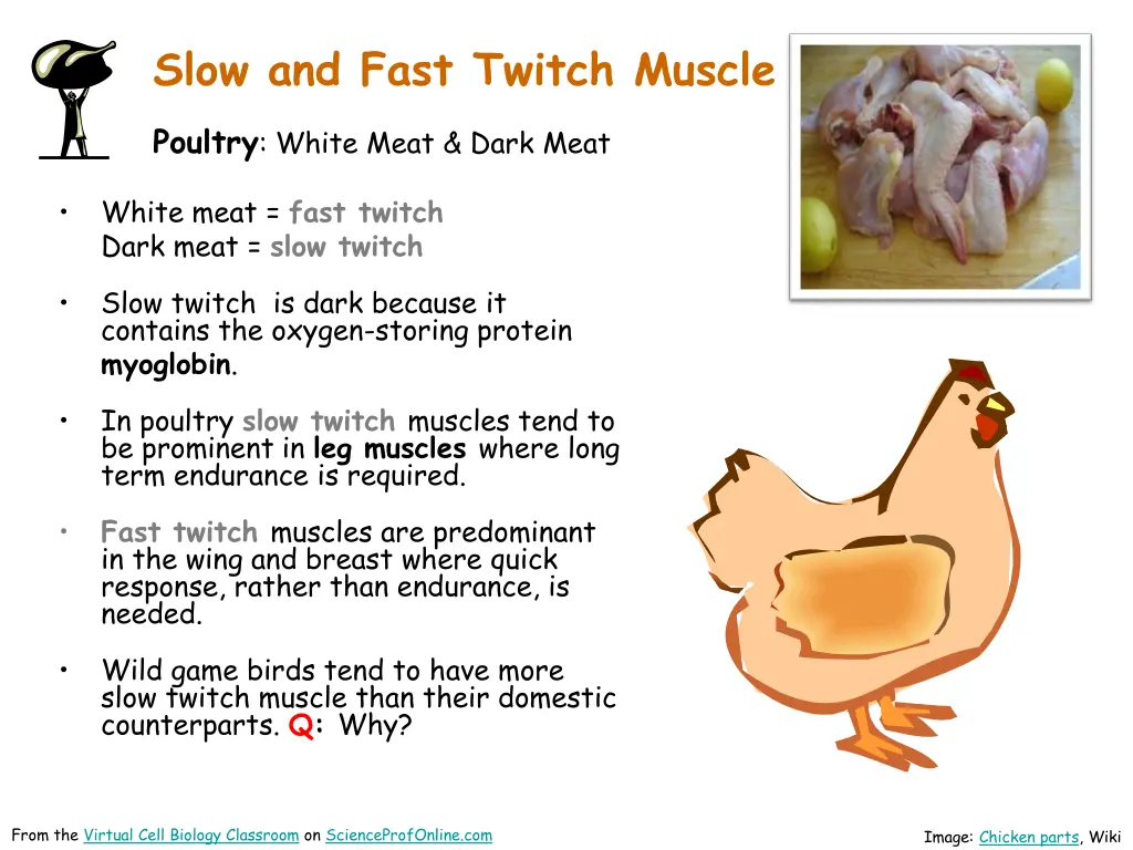 slow and fast twitch muscle poultry white meat