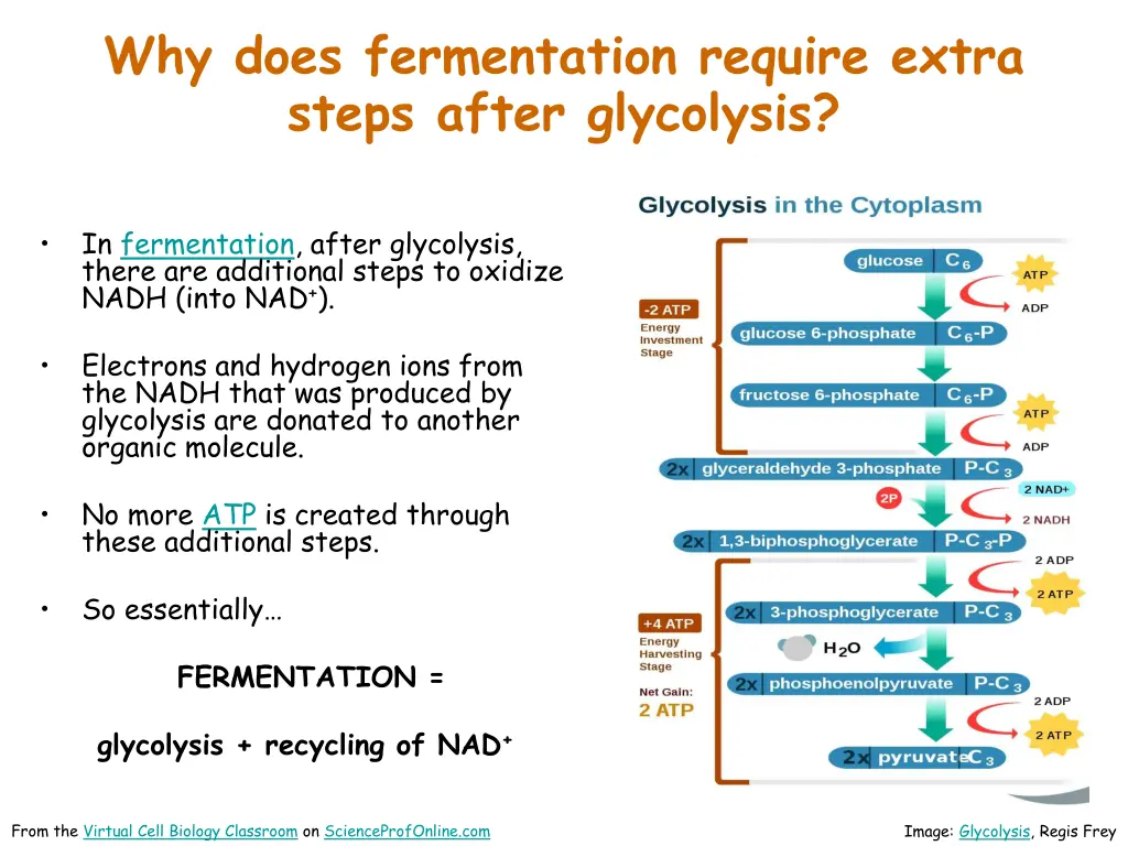 why does fermentation require extra steps after