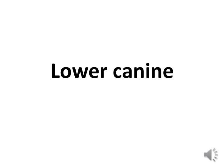 lower canine