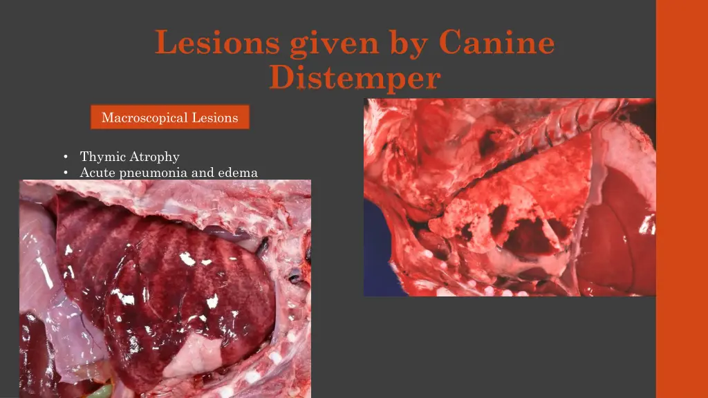 lesions given by canine distemper 1