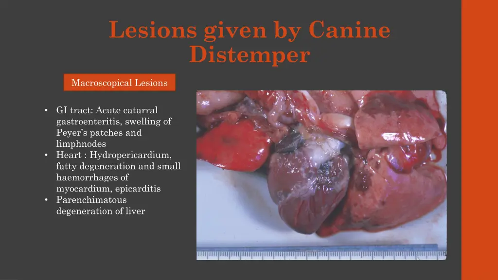 lesions given by canine distemper 2