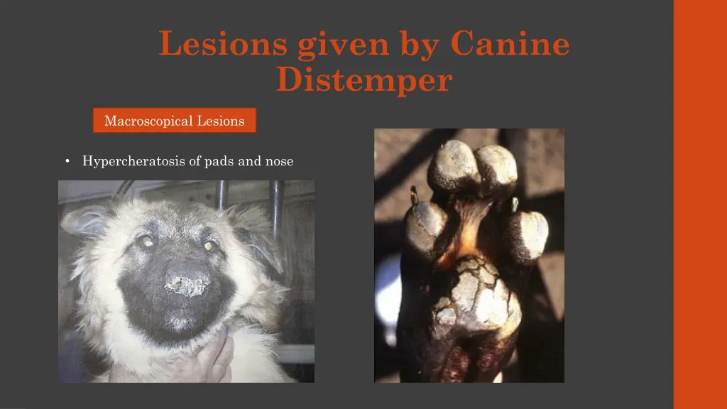 lesions given by canine distemper 3