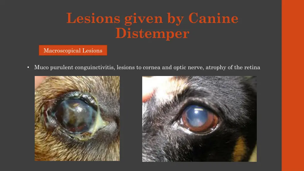 lesions given by canine distemper 4