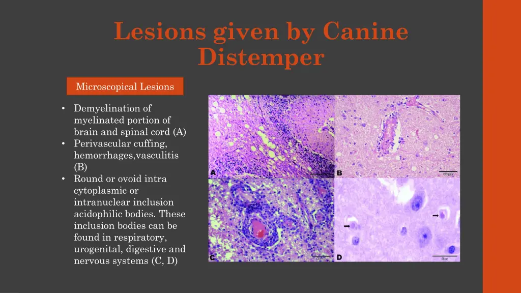 lesions given by canine distemper