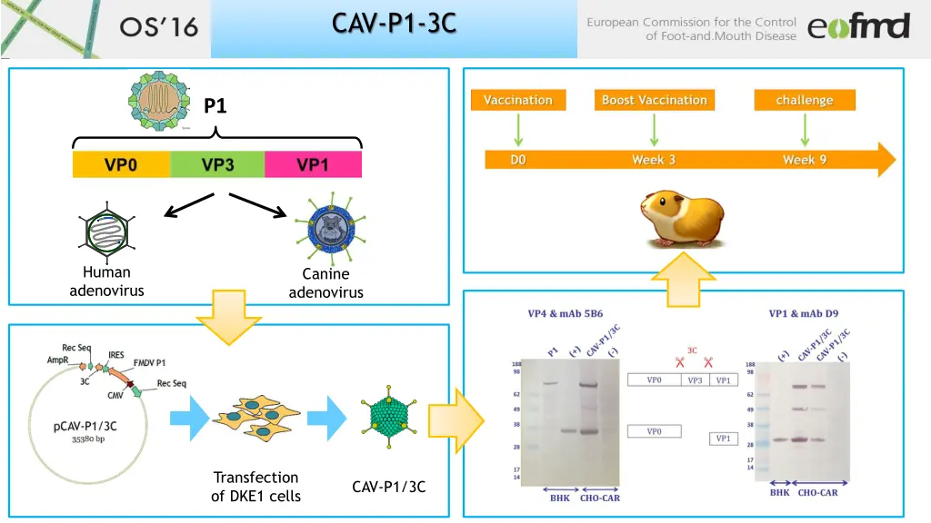 cav p1 3c
