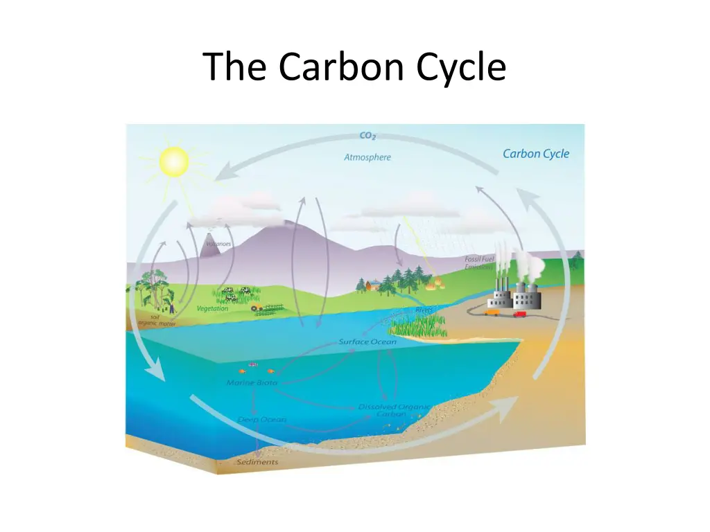 the carbon cycle