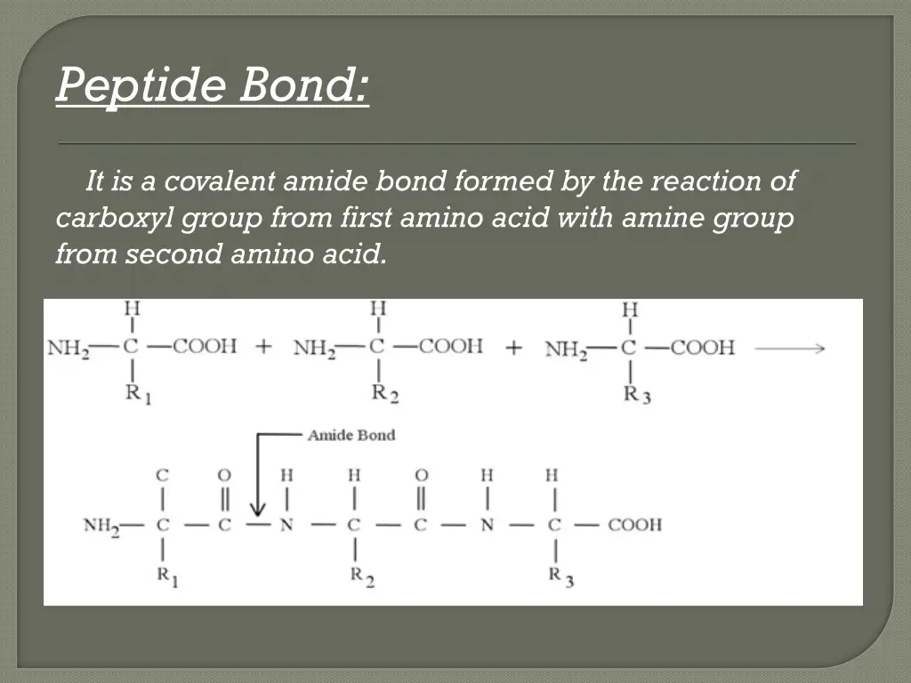 peptide bond