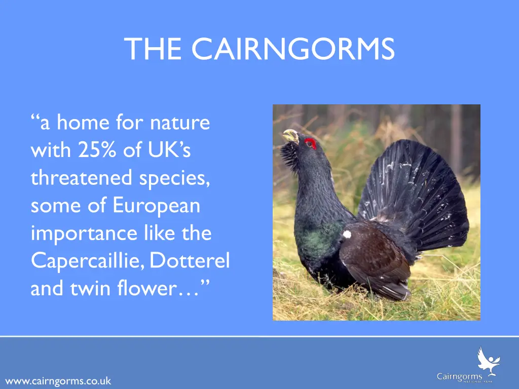 the cairngorms