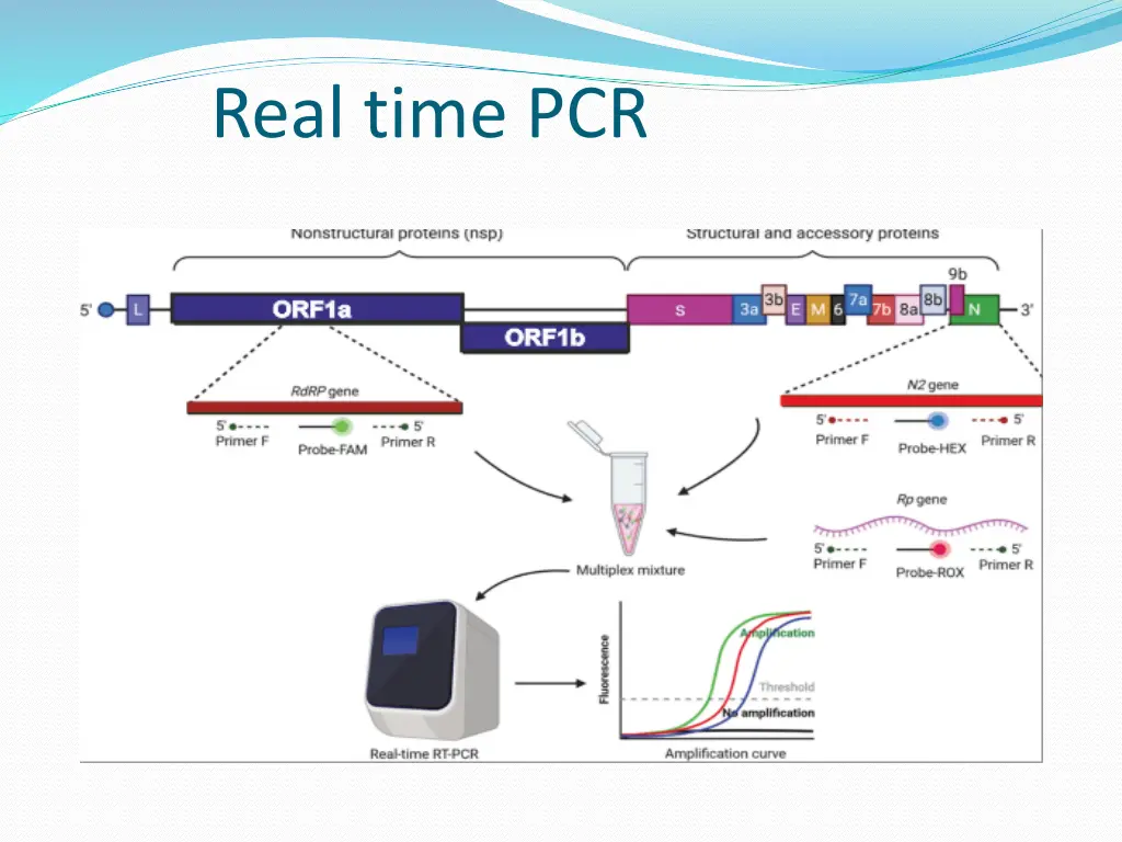 real time pcr 1