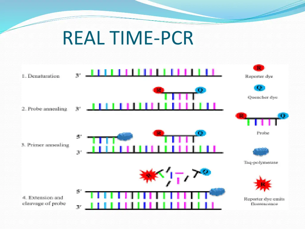 real time pcr