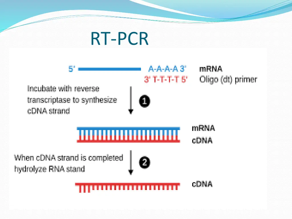 rt pcr