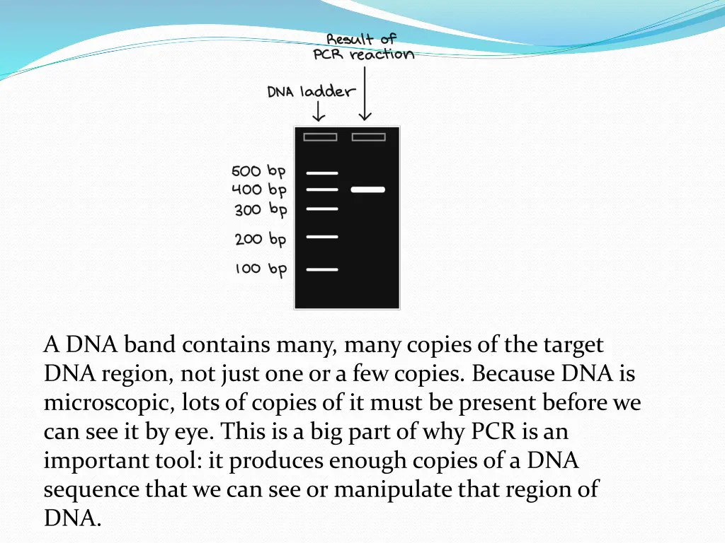 a dna band contains many many copies