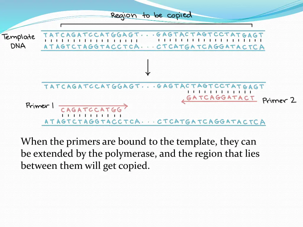 when the primers are bound to the template they