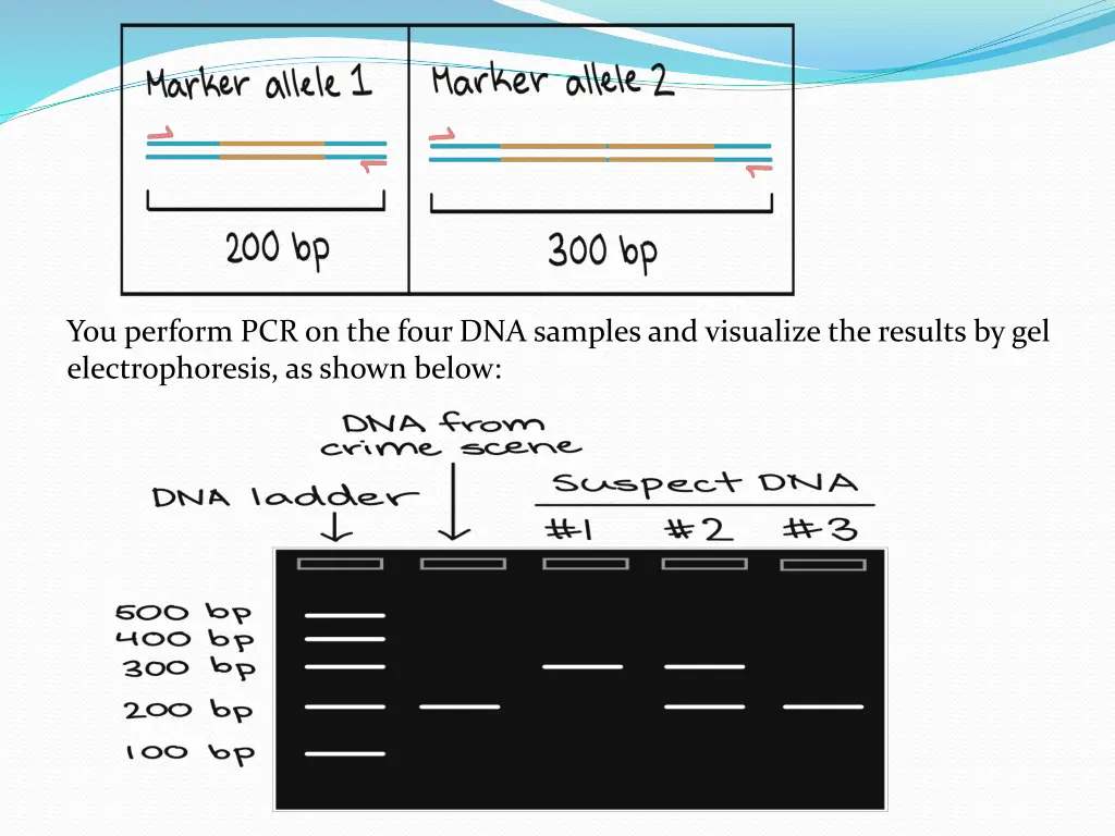 you perform pcr on the four dna samples