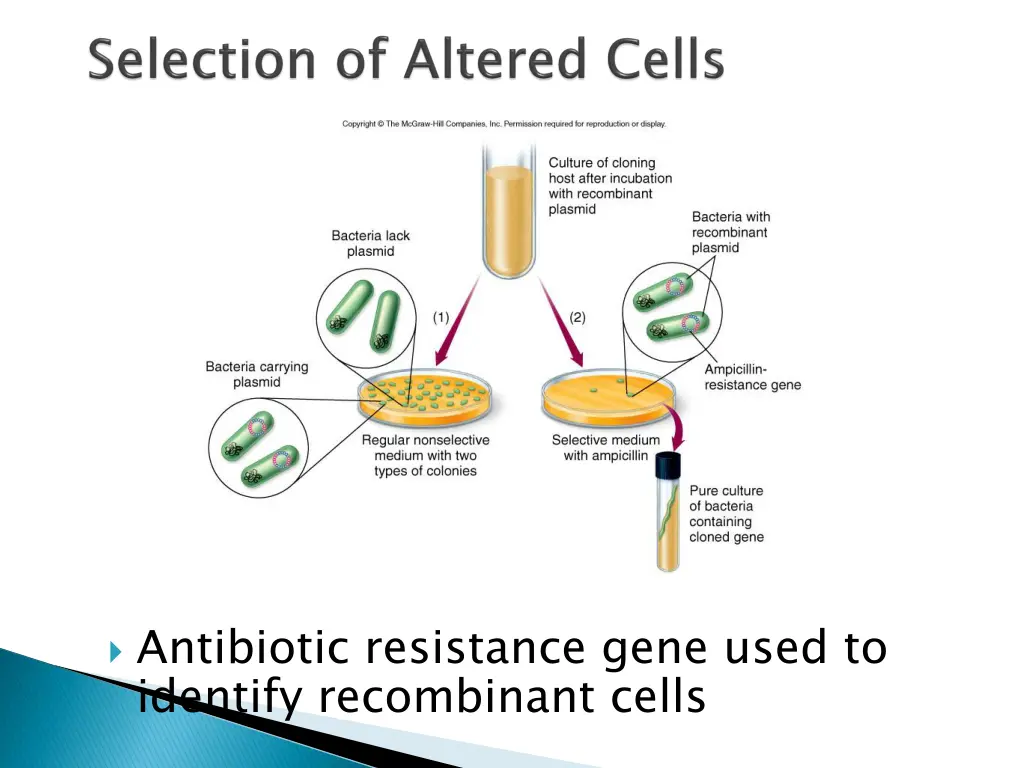 antibiotic resistance gene used to identify