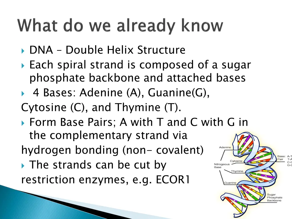 dna double helix structure each spiral strand