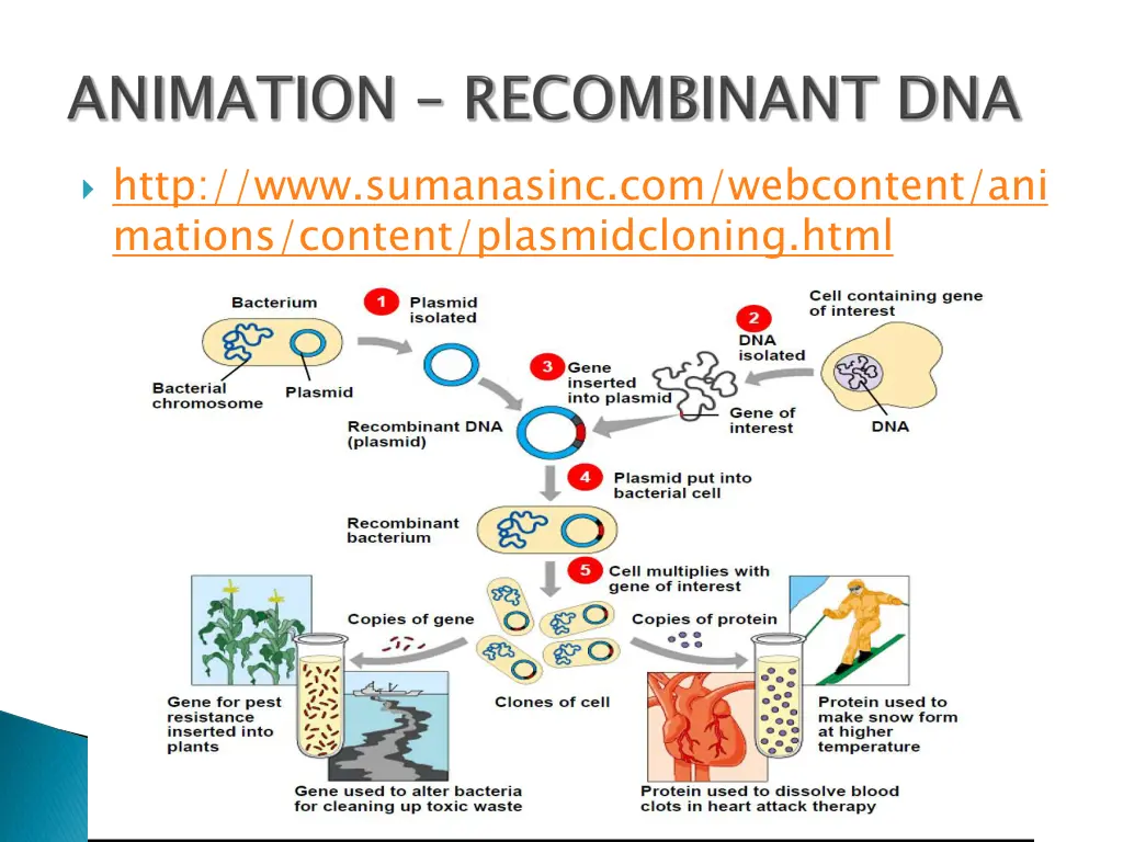 http www sumanasinc com webcontent ani mations