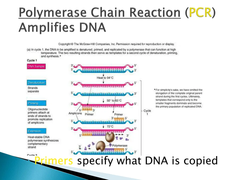 primers specify what dna is copied