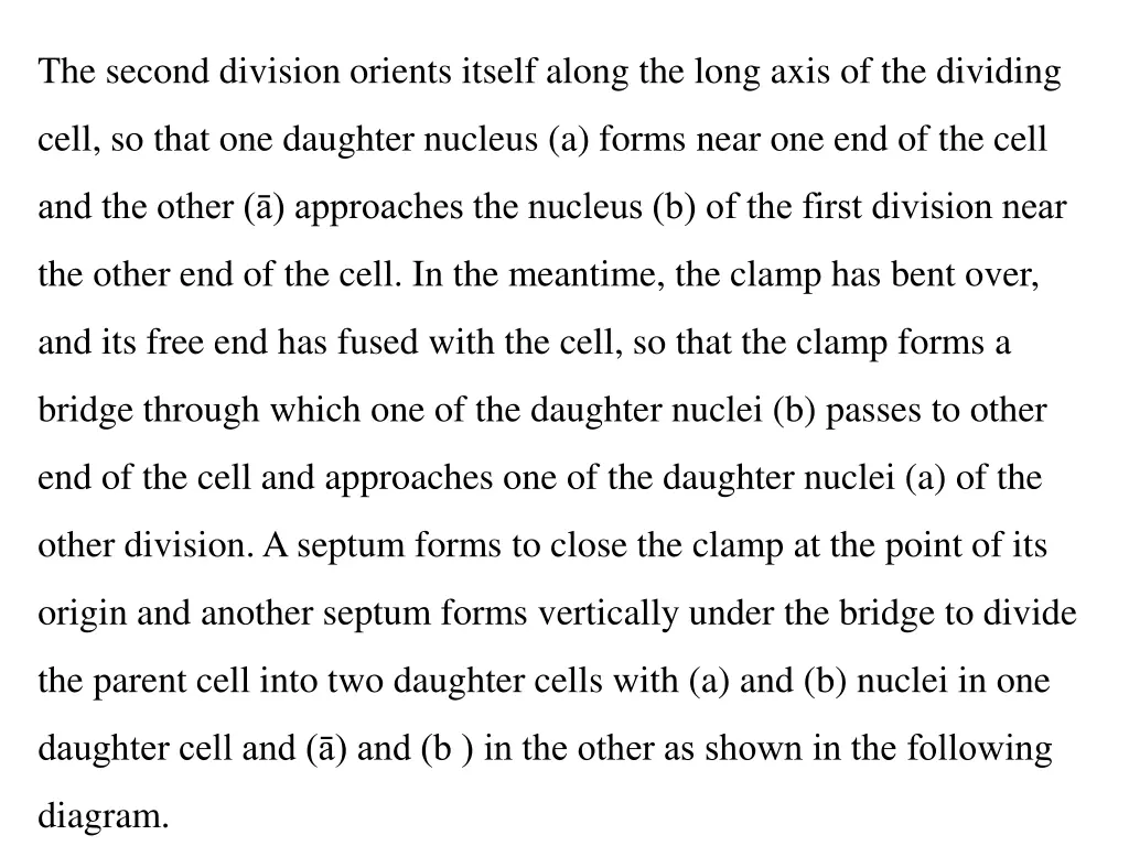 the second division orients itself along the long