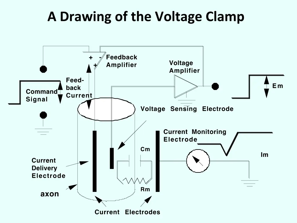 a drawing of the voltage clamp