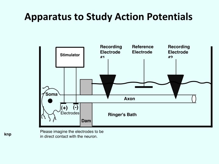 apparatus to study action potentials