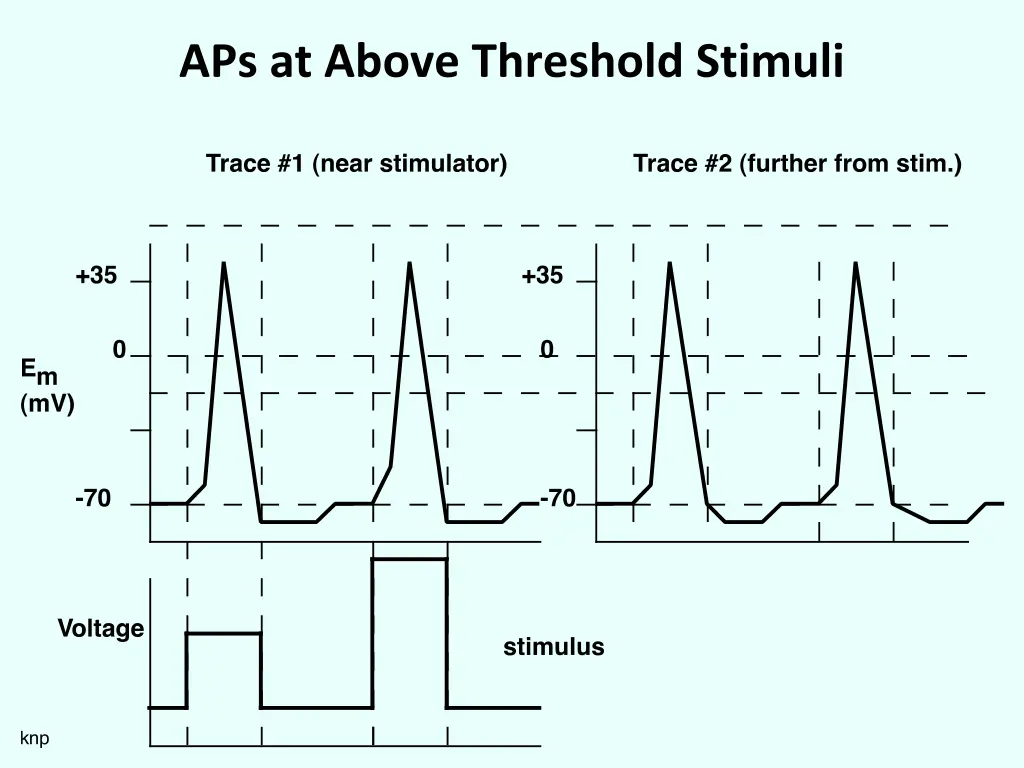 aps at above threshold stimuli