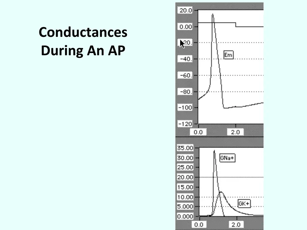 conductances during an ap