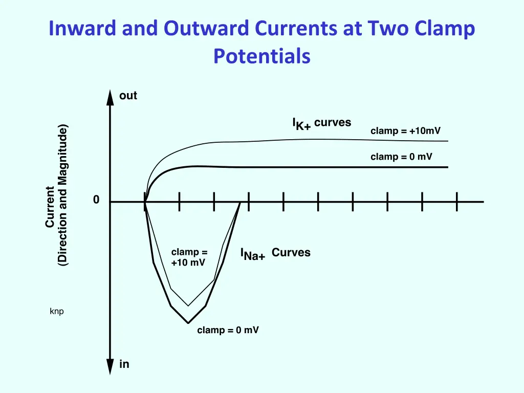 inward and outward currents at two clamp