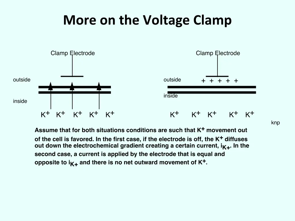 more on the voltage clamp
