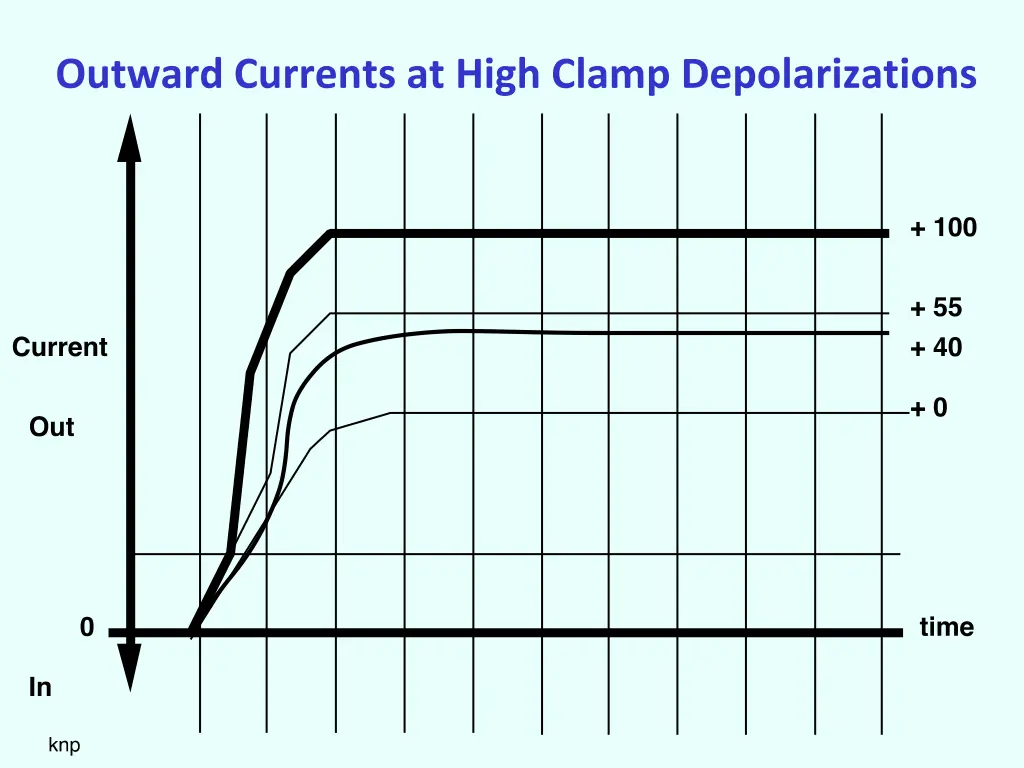 outward currents at high clamp depolarizations