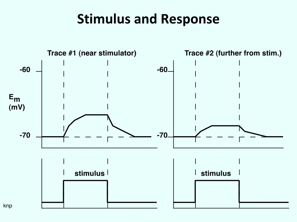 stimulus and response
