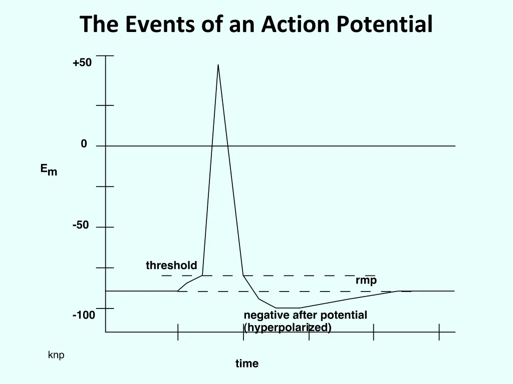 the events of an action potential
