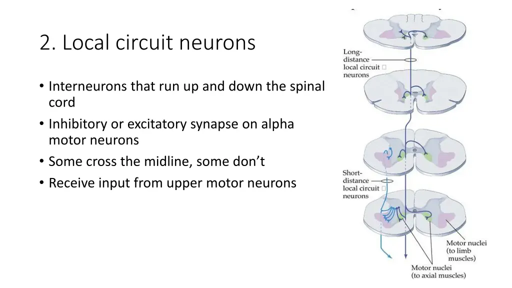 2 local circuit neurons