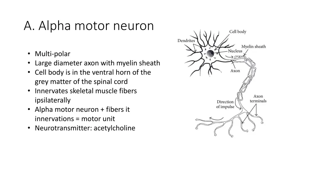 a alpha motor neuron