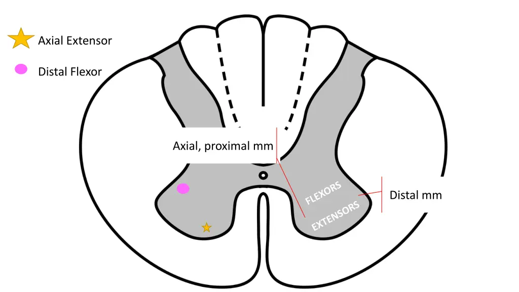 axial extensor