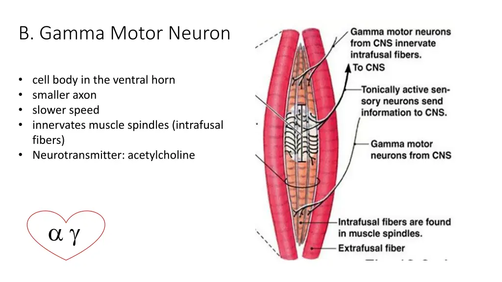 b gamma motor neuron