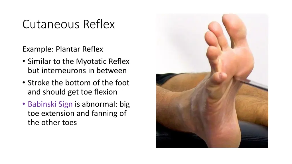 cutaneous reflex