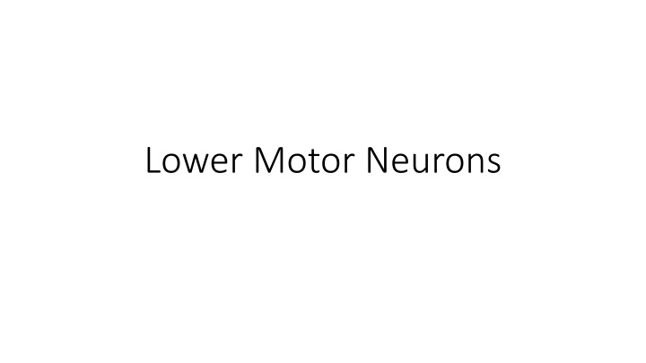 lower motor neurons