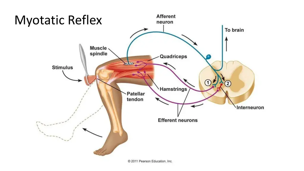 myotatic reflex