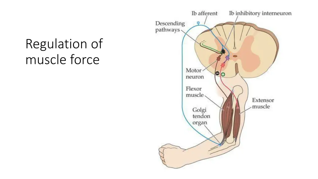 regulation of muscle force