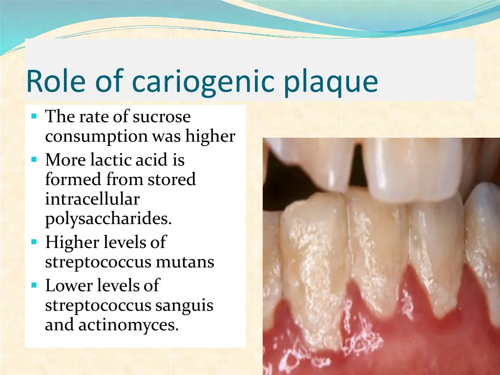 role of cariogenic plaque the rate of sucrose