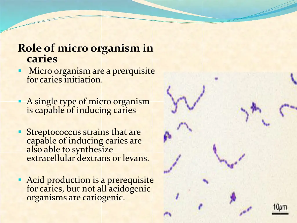 role of micro organism in caries micro organism