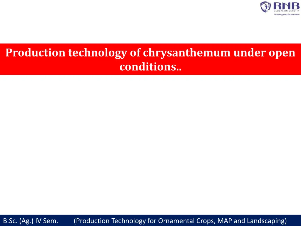 production technology of chrysanthemum under open