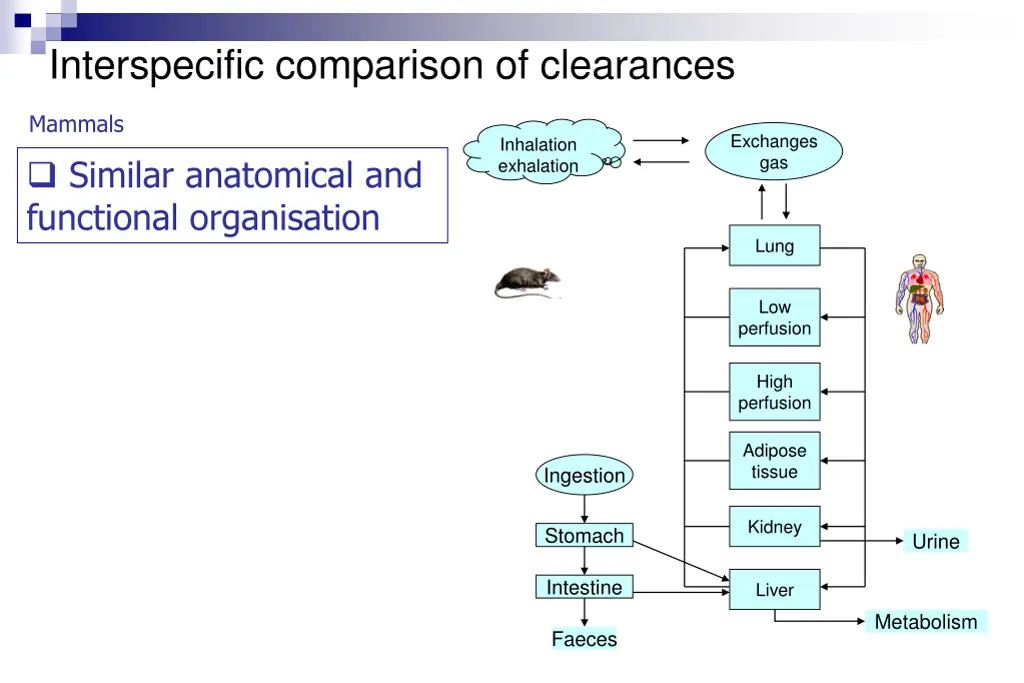 interspecific comparison of clearances