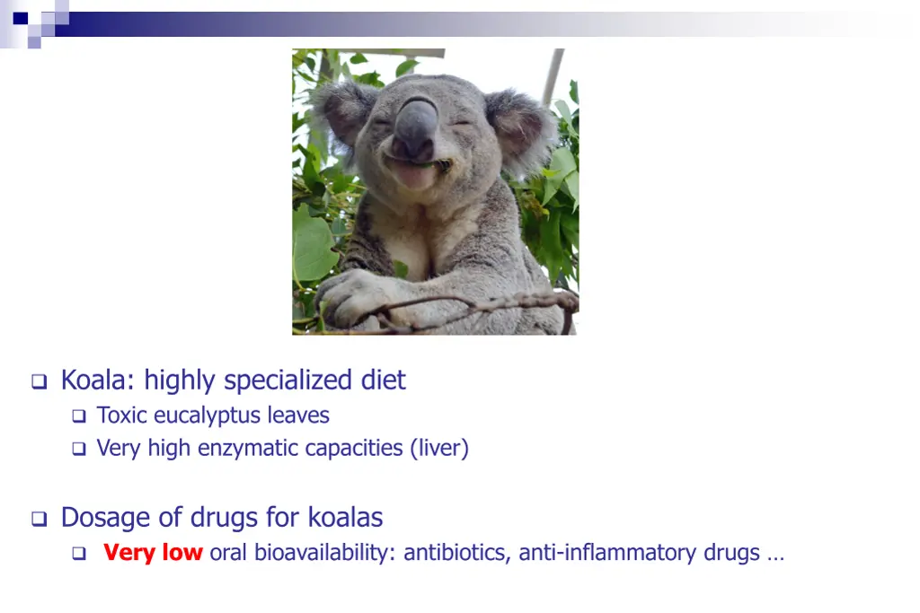 koala highly specialized diet toxic eucalyptus